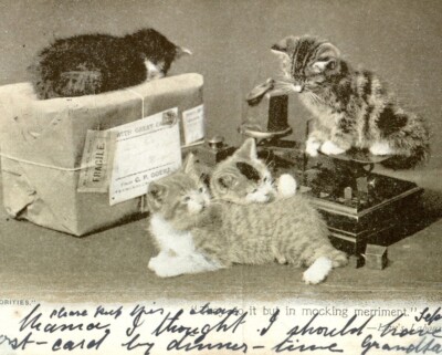 Cats Kittens Postal Authorities parcel scales postcard antique cute #20