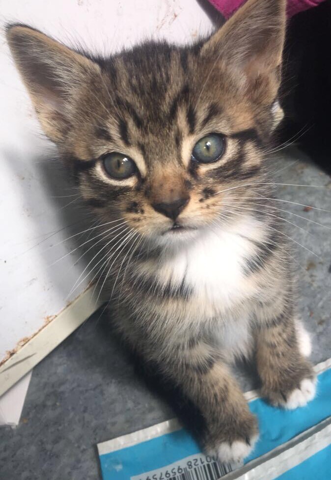 Kittens for sale in Ely, Cardiff Gumtree