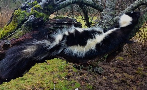 Taxidermy Lifesize Softmount Skunk