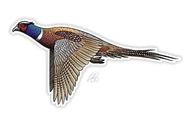Casey Underwood Ringneck Pheasant Decal Sticker