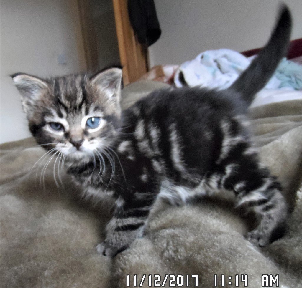 Maine Coon x Domestic shorthair kitten in Alford, Lincolnshire Gumtree