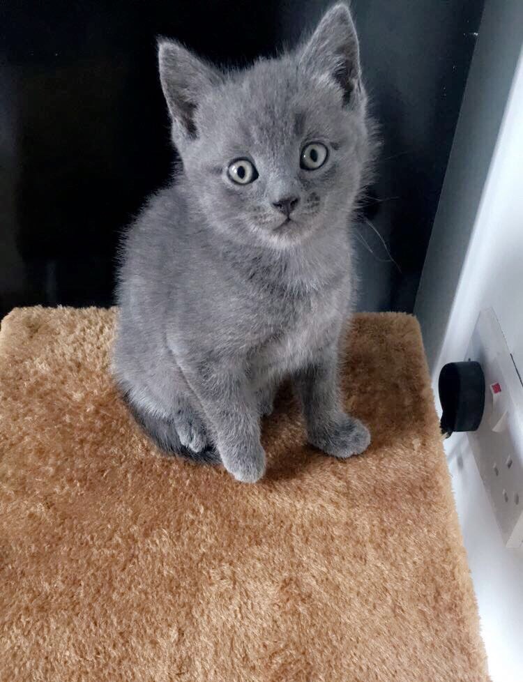 Russian Blue Cross British Short Hair Kitten Male In Oldham