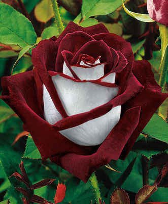 Red white rose deals