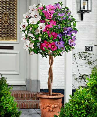 HIBISCUS SYRIACUS - IBISCO CINESE / ROSE OF SHARON, 20 SEMI COLORI MISTI