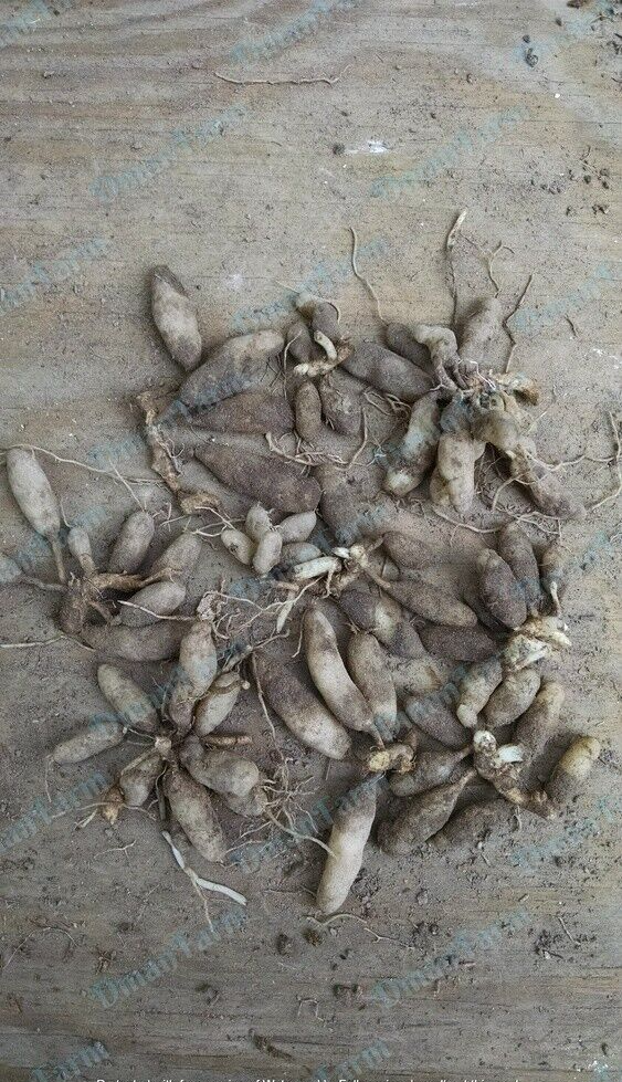 3 Alstroemeria Psittacine Parrot Flower Peruvian Princess Lily Cluster of Tubers