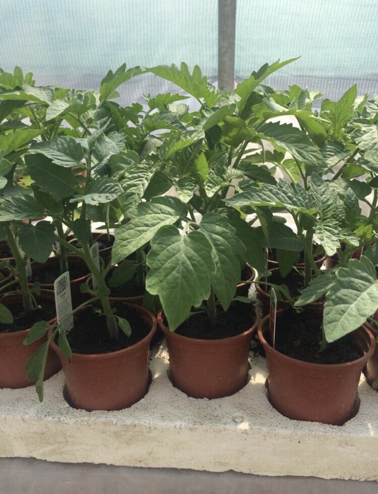 Tomato Plants for sale. | in Wimborne, Dorset | Gumtree