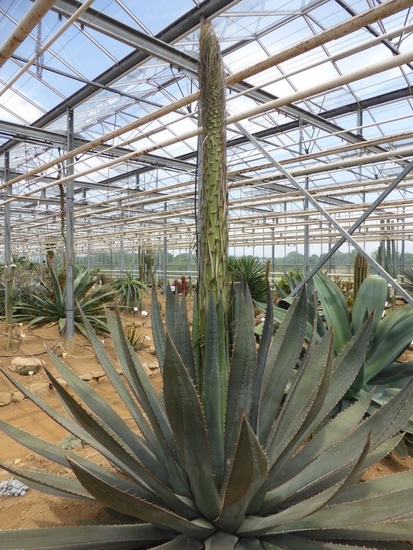 MENDOZA AGAVE (Agave garciae-mendozae) 10 seeds | eBay Australia