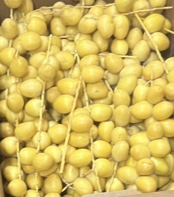 10 LB Organic certified  Fresh Yellow Barhi Dates Free Shipping برحي خلال