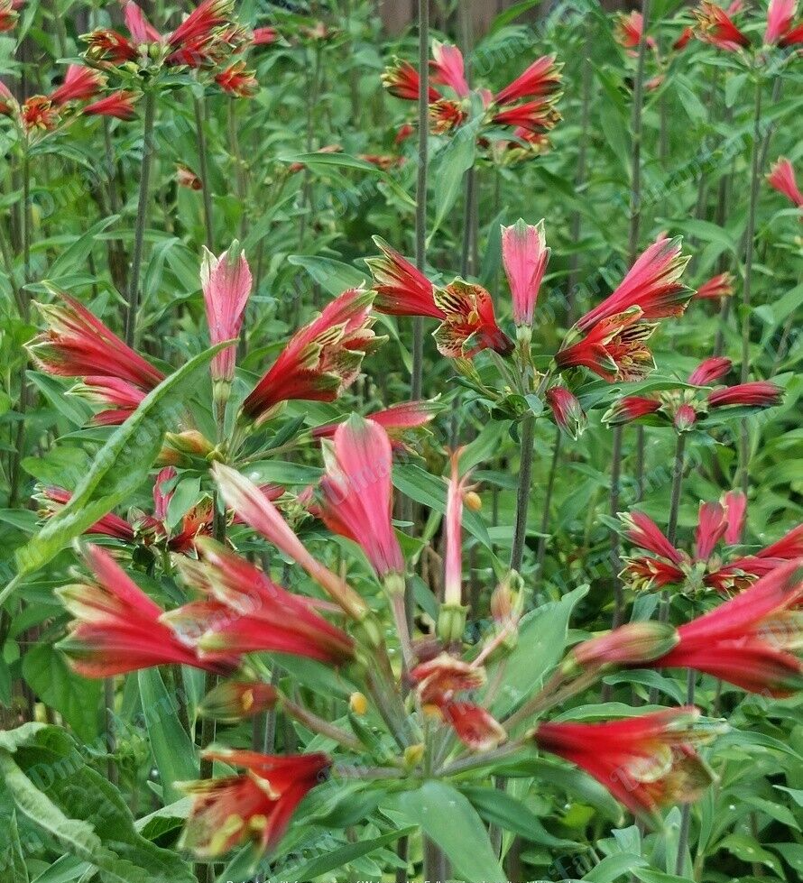 3 Alstroemeria Psittacine Parrot Flower Peruvian Princess Lily Cluster of Tubers