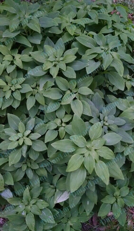 3 Alstroemeria Psittacine Parrot Flower Peruvian Princess Lily Cluster of Tubers