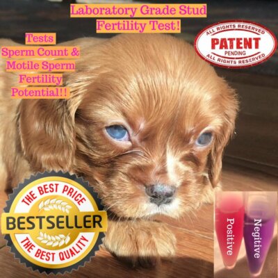 1 Canine stud dog fertility  detection test-  Ovulation test @ home 