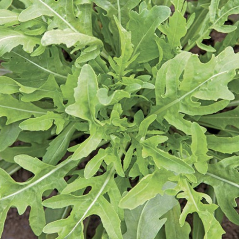 Wasabi Rucola Samen Wildfire