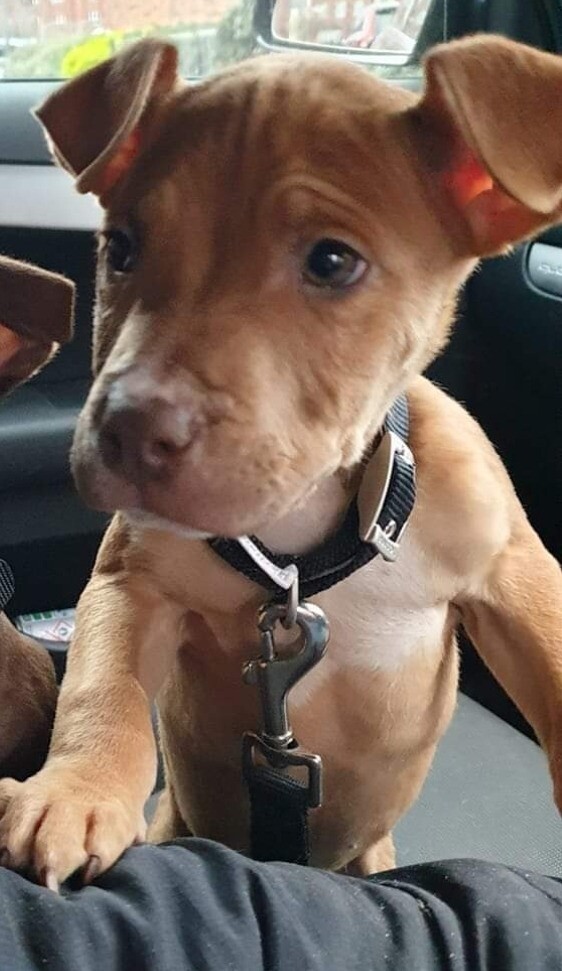 Mastiff x American Bulldog in Woolston, Cheshire Gumtree