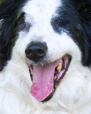 Grateful Hearts Senior Dog rescue