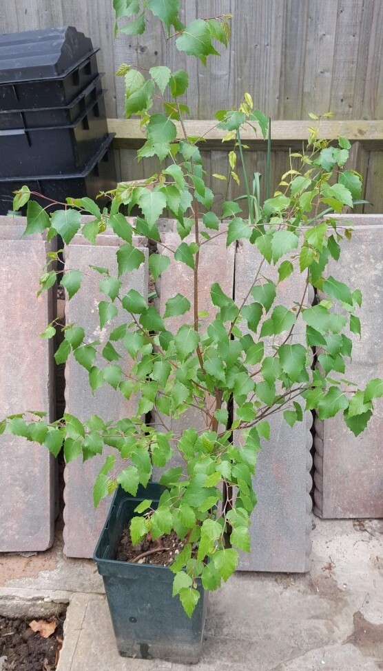 Silver Birch tree in container 1 m high 2 year old healthy plant Woking in Woking, Surrey
