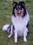 traumcollie