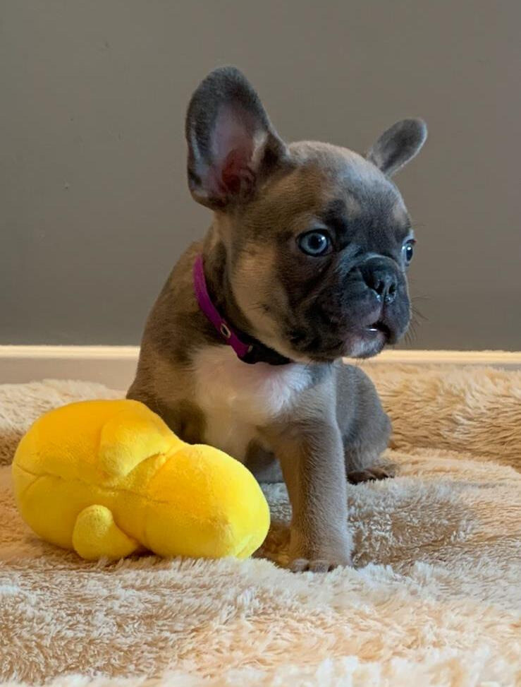 French Bulldog Puppies KC registered in Southside, Glasgow Gumtree