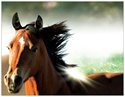 horse_treasures_au