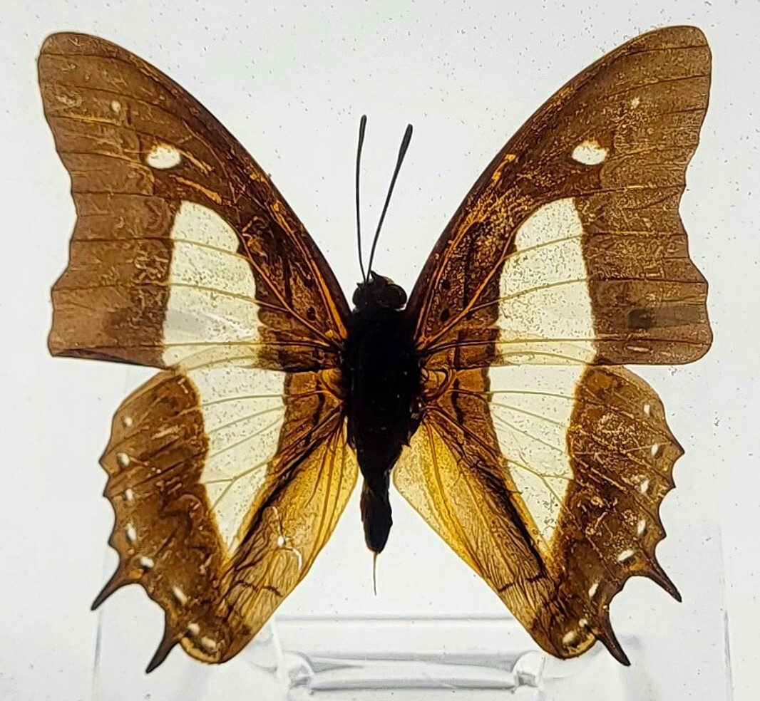 oldsea MIYABI × antique butterfly MIYABI × antique butterfly – oldsea