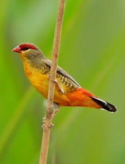 Orange breast finches | Birds | Gumtree Australia Camden ...