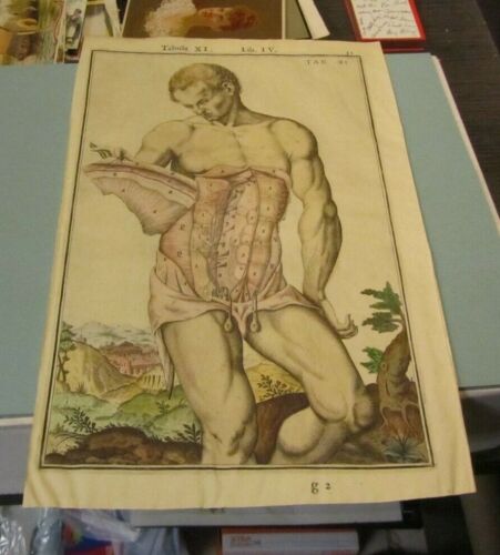 Antique 18th Century Color Abdominal Muscle Anatomical Chart Latin Text 9x15