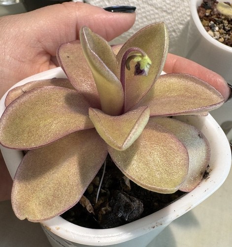 【食虫植物】(子株つき)Pinguicula 'Razzberry Blonde Pinguicula 'Razzberry Blonde' - Mexican Butterwort | Curious