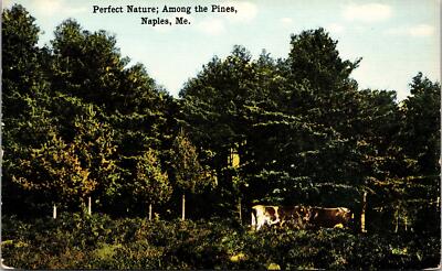 Naples ME Perfect Nature among the Pines Postcard unused 1900s/10s