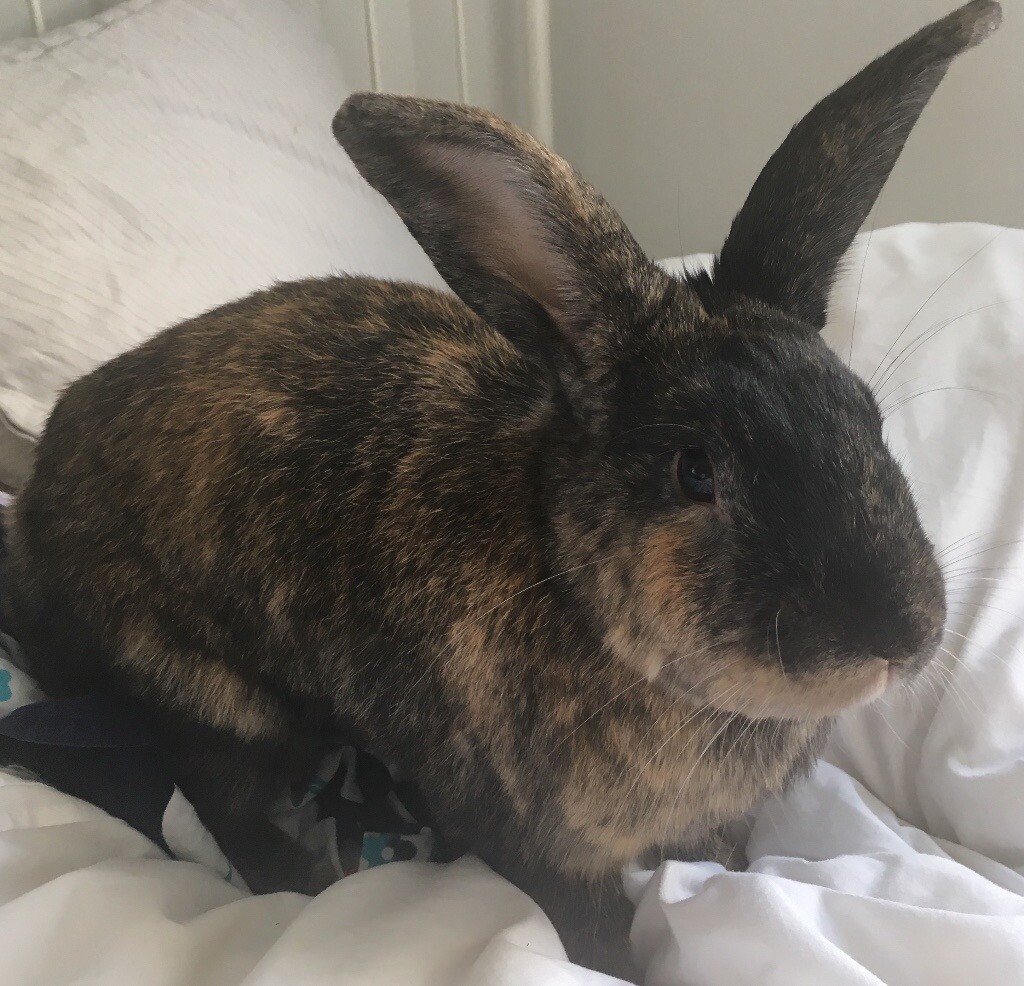 1 and half year old rabbitmalegood healthvery friendly. in Redhill