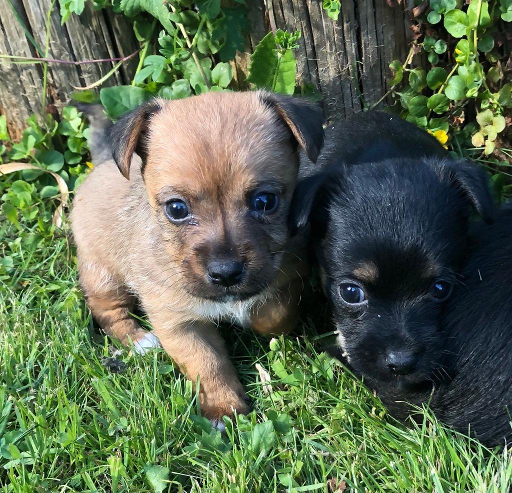 Yorkshire terrier x jack russell pups puppies yorkie in Fordingbridge