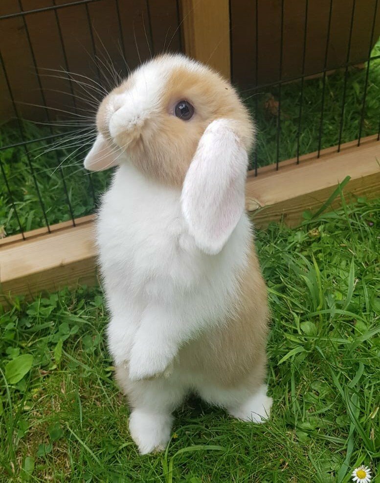 Baby Mini Lop Rabbits in Gloucester, Gloucestershire Gumtree