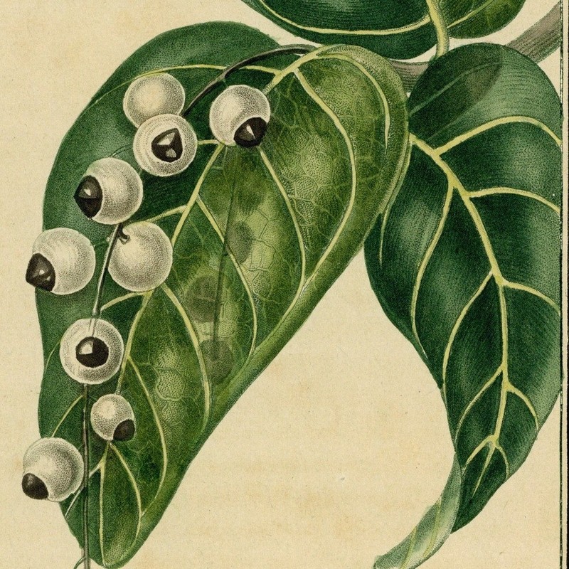 Botanique Descourtilz Raisinier Ã  Fruits Blancs Antilles Gravure Originale 19e