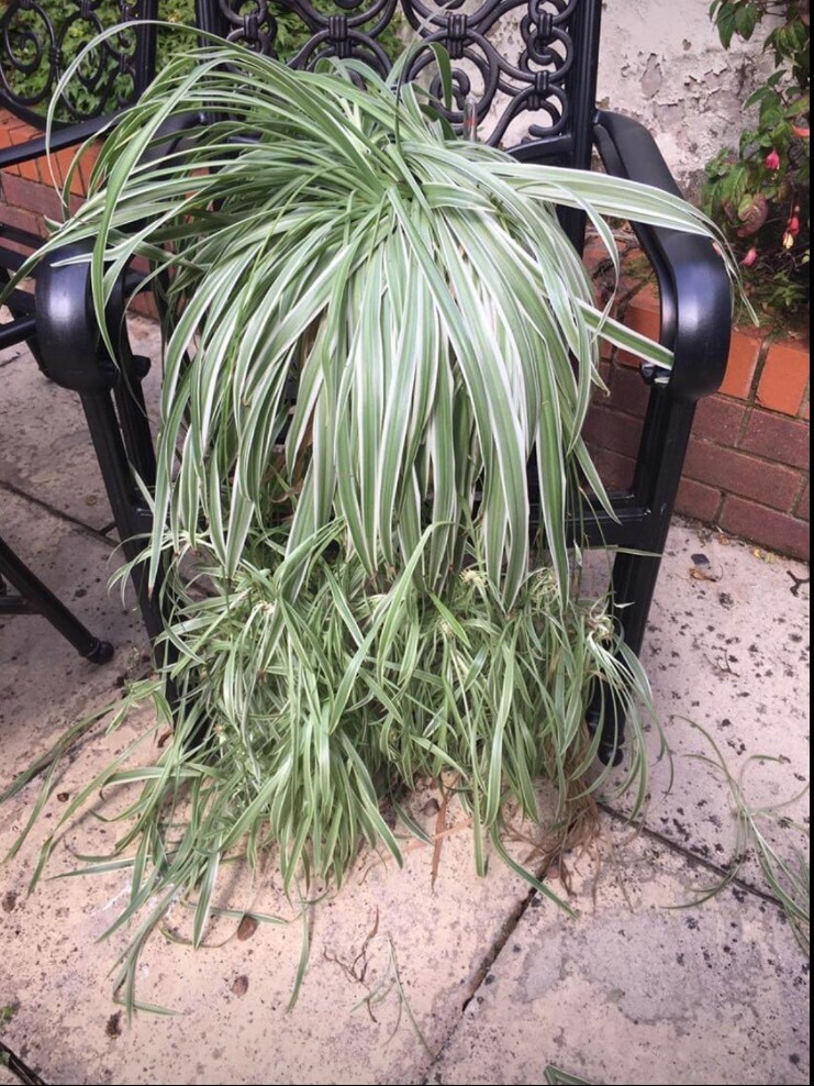 Spider plant shoots in Liverpool City Centre, Merseyside