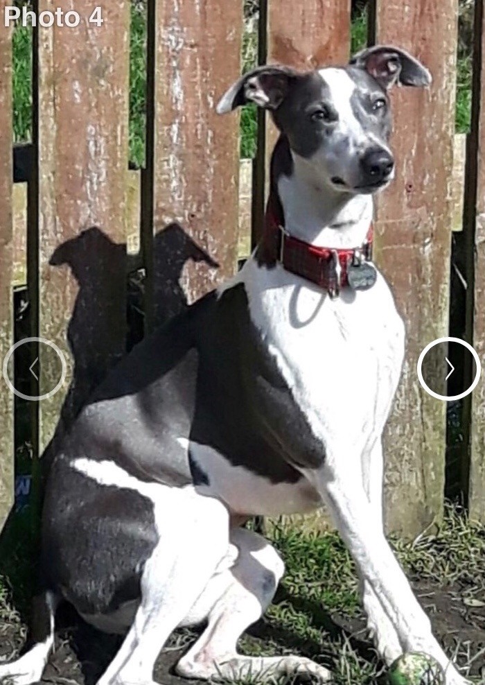 Lurcher pups | in Aberdare, Rhondda Cynon Taf | Gumtree