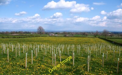 Photo 6x4 Young trees in a dandelion patch Grewelthorpe Saplings planted  c2012