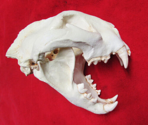 Monster mountain lion cougar puma skull taxidermy REPLICA cast SCI rank #2