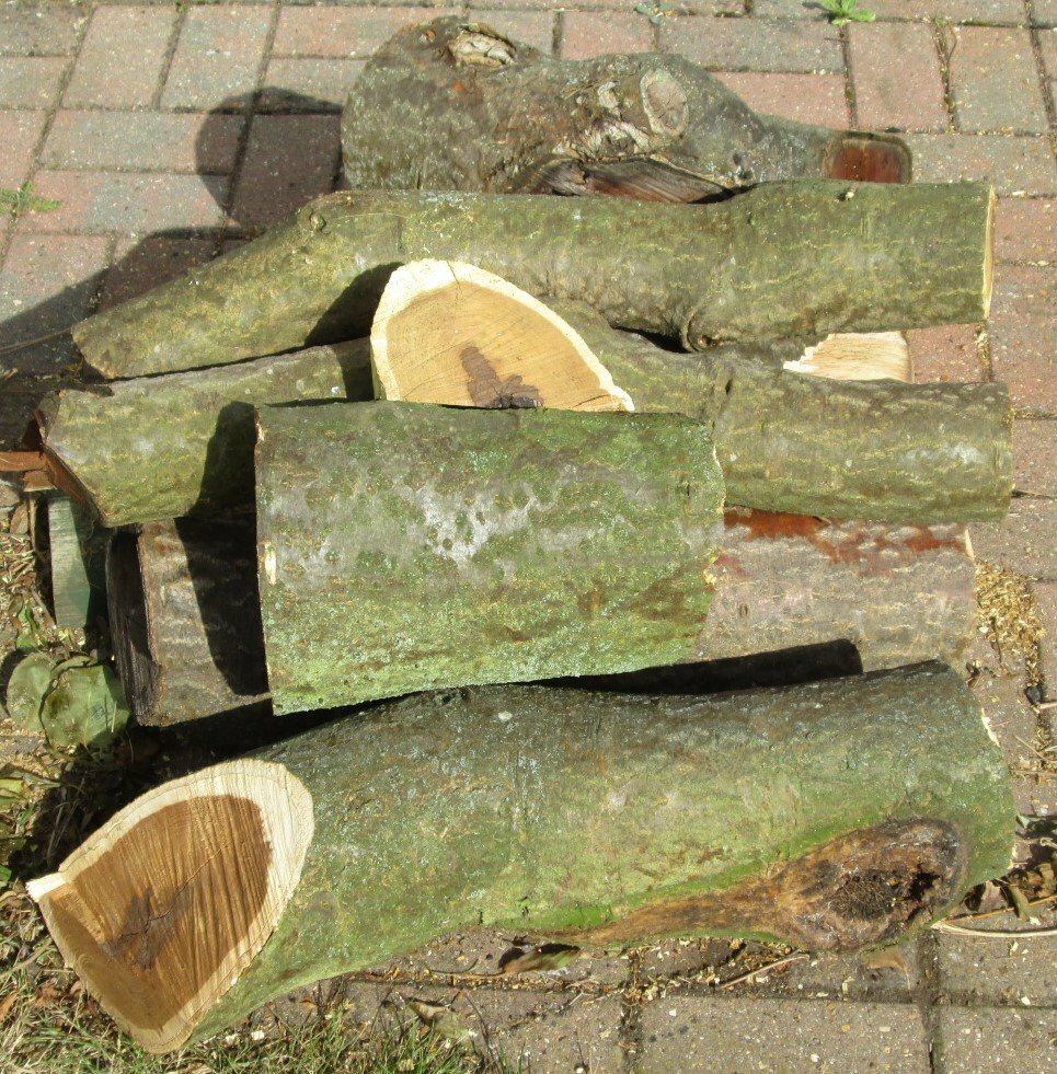 Quantity, LOGS/FIREWOOD, 8 logs approx 10"; to 26"; long, ready for