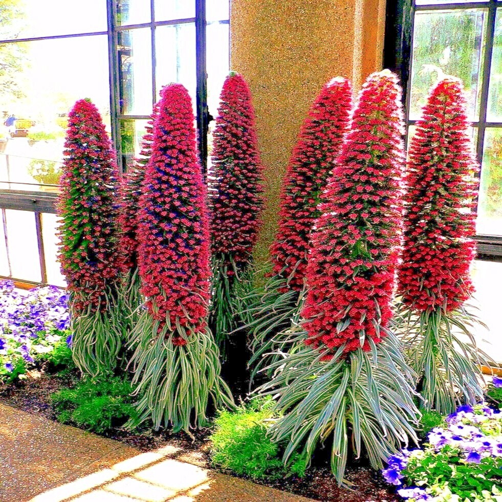 20 TOWER OF JEWELS SEEDS (Echium Wildpretii) Hummingbird Garden Flower Plant