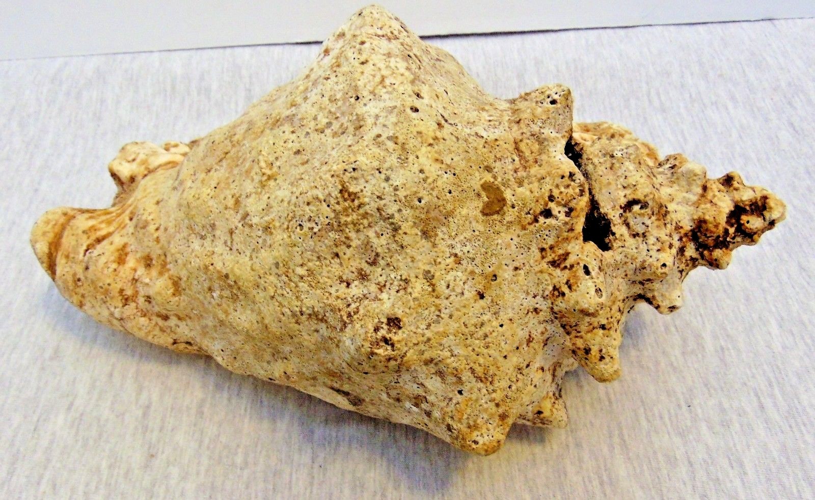 Real Natural Sea Ocean Shell Large Conch Horn Seashell Yard Pond Aquarium Decor