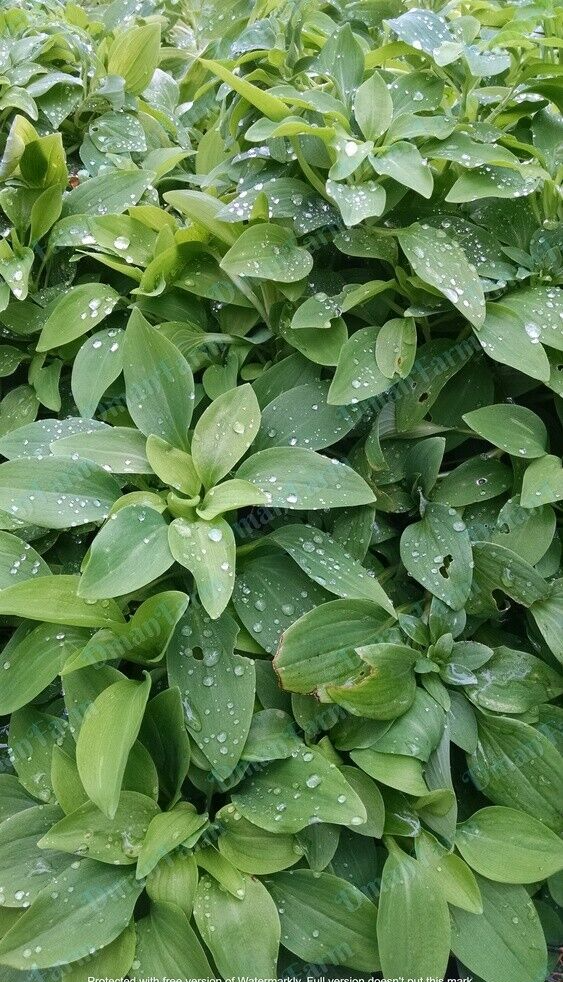 3 Alstroemeria Psittacine Parrot Flower Peruvian Princess Lily Cluster of Tubers