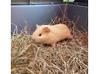 Baby guinea pig *ready now*