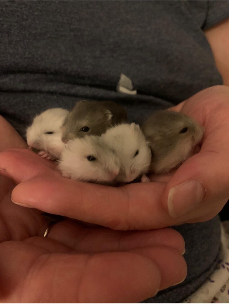 Pure bred Winter White Russian hamster babies in Chorley, Lancashire