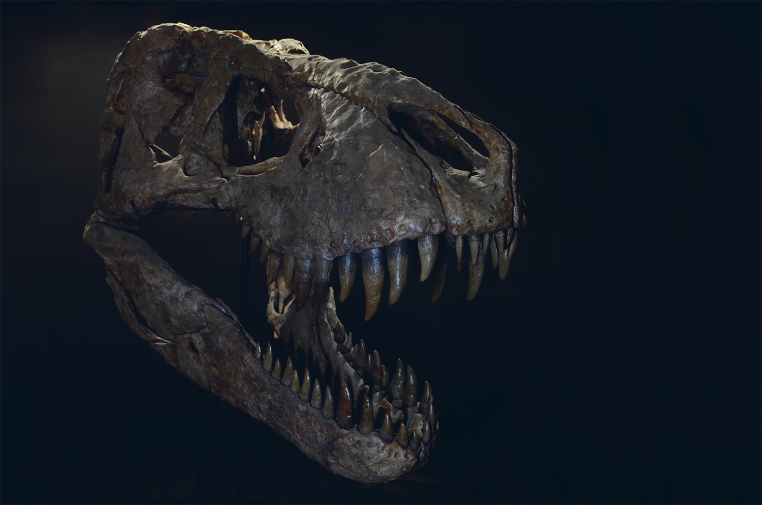 Tyrannosaurus Skull Model ティラノサウルス Tyrannosaurus Skull Model – Lana Time Shop