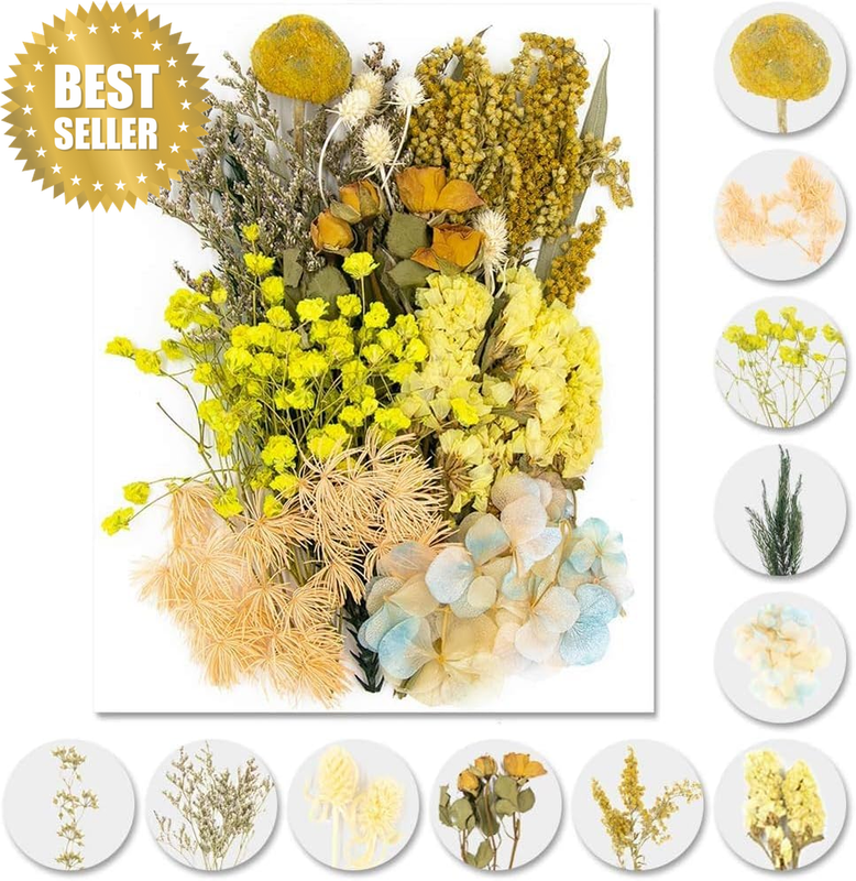 Real Dried Pressed Leaf Flowers-Multiple Colorful Pressed Flowers Daisies for Cr