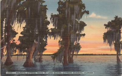 Lake Eloise Cypress Gardens Florida Majestic Cypress Trees Vtg Postcard CP374