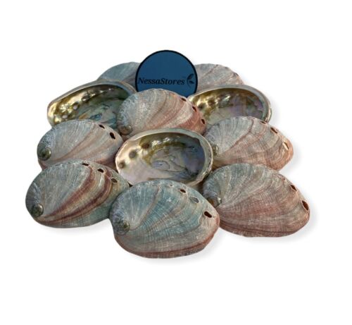Red Abalone Sea Shell One Side Polished Beach Craft 2" - 3" (6 pcs) #JC-020