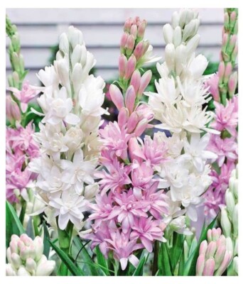 Beautiful Tuberose/Rajnighandha Flower Bulbs (3 Bulbs Mix Multi Color)