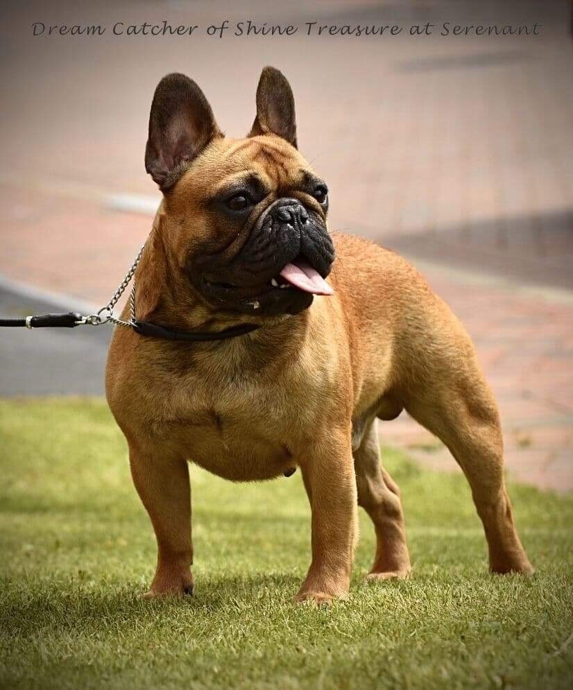 37+ Best French Bulldog Bloodlines Image Bleumoonproductions