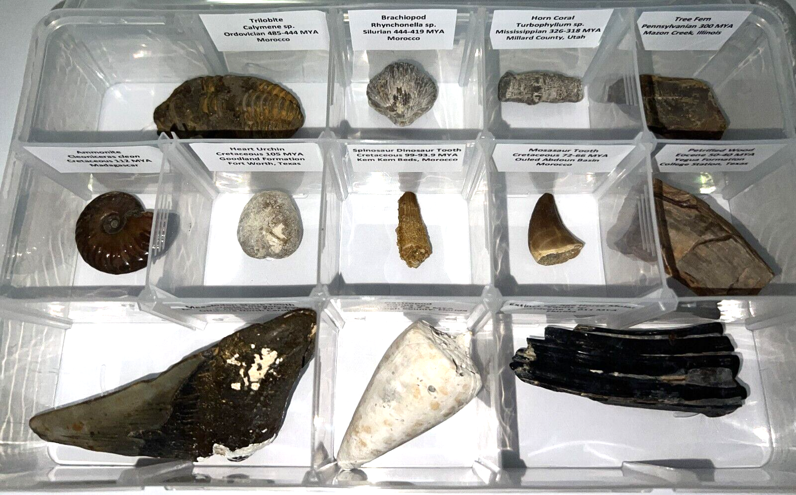 Labeled REAL 12 Fossil Collection in a Case MEGALODON, DINOSAUR TOOTH, TRILOBITE