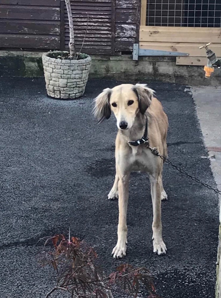 Saluki x in Bagshot, Surrey Gumtree