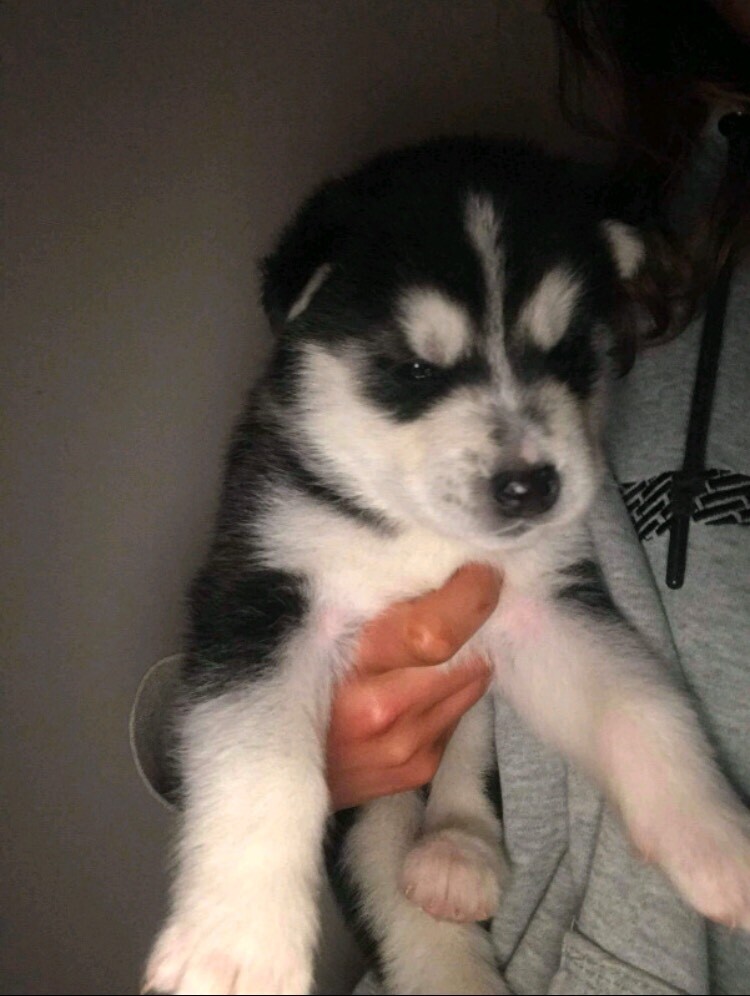 Huskies puppies (boy) in Southside, Glasgow Gumtree